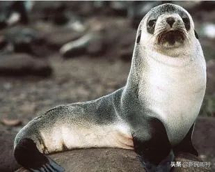 海狗丸是不是比六味地黄丸还厉害,海狗丸都是哪几种药组成