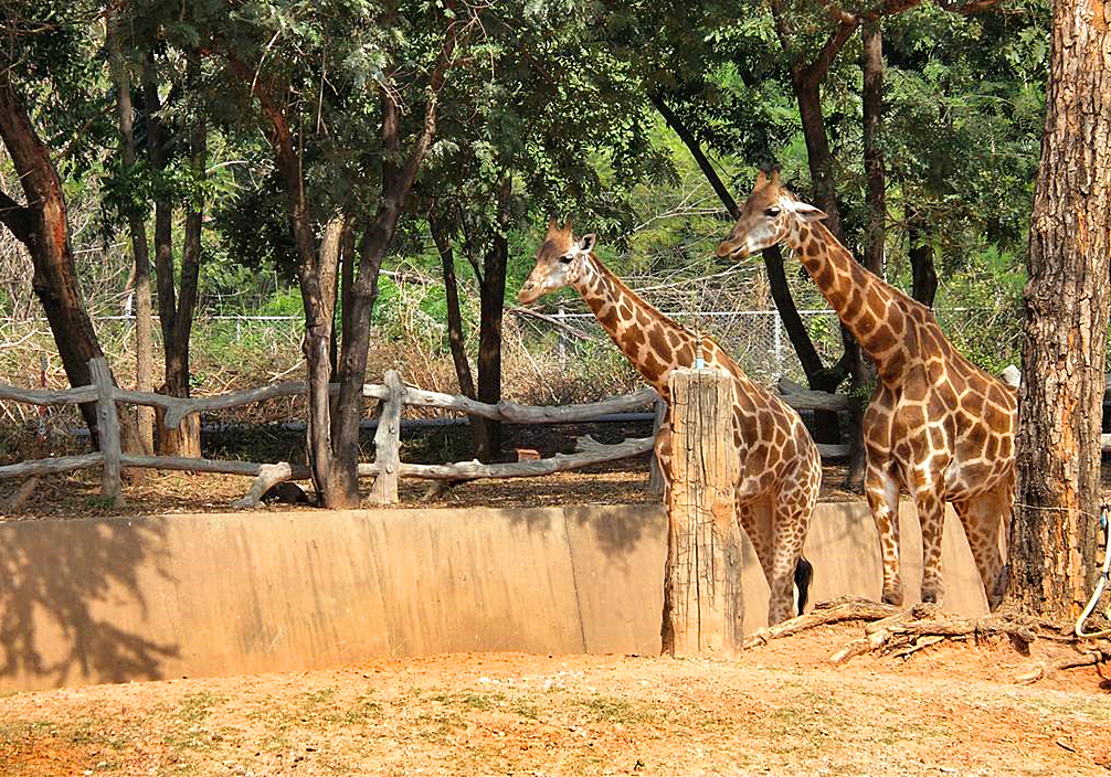 长颈鹿的叫声是怎样的,长颈鹿的叫声像什么
