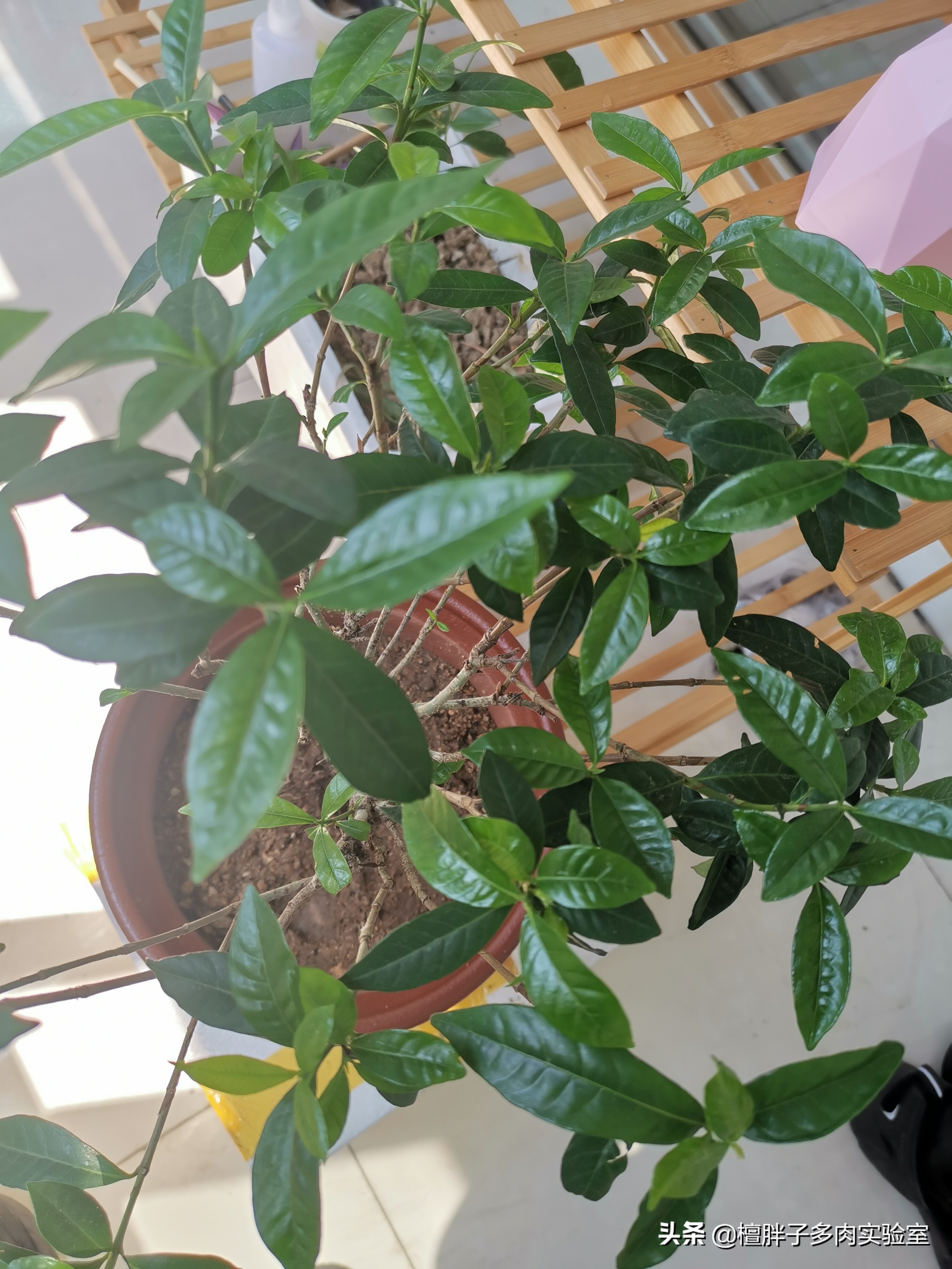 栀子花叶片发黑花苞脱落怎么办,栀子花叶片突然枯萎