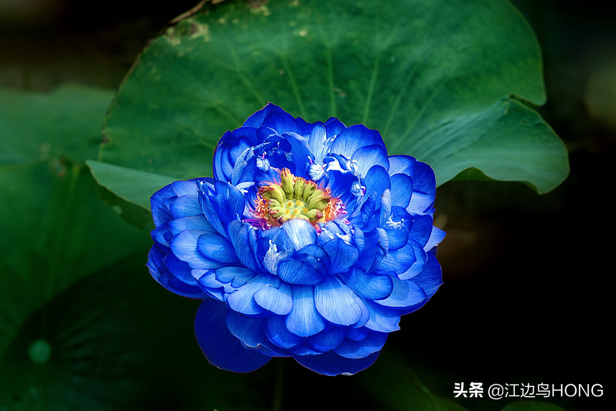 蓝莲花有第二季吗,蓝莲花怎么没有完整版