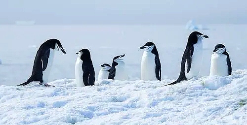 30个关于动物的冷知识,关于动物的冷知识50字