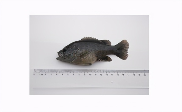 美洲太阳鱼入侵视频,外来入侵物种太阳鱼泛滥