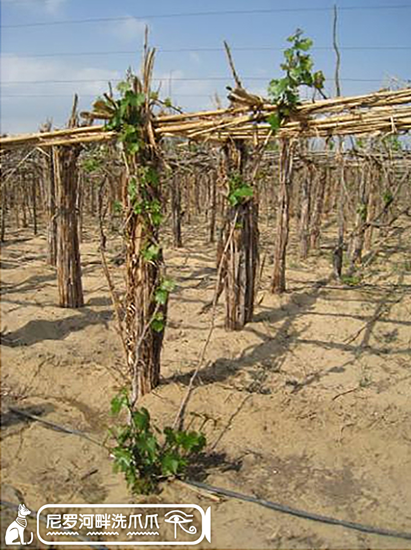 古埃及贵族,古埃及王室奢靡生活