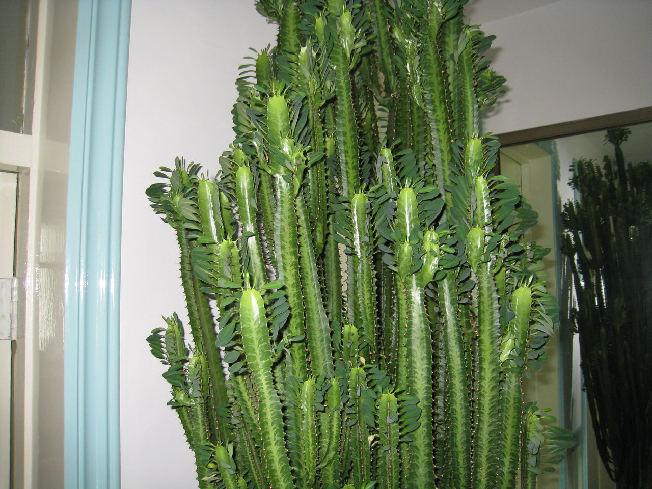 常见的五种最丑的花,最好养的丑花排名