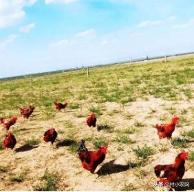 回农村搞养土鸡土鸡蛋发展怎么样,农村鸡散养挣钱么