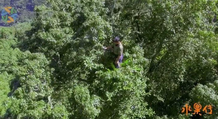 天然去雕饰的《水果传》，给你一场抵挡不住的水果饕餮