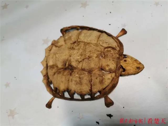 返校发现乌龟剩骨架怎么回事,武汉大学生时隔8个月宿舍找乌龟