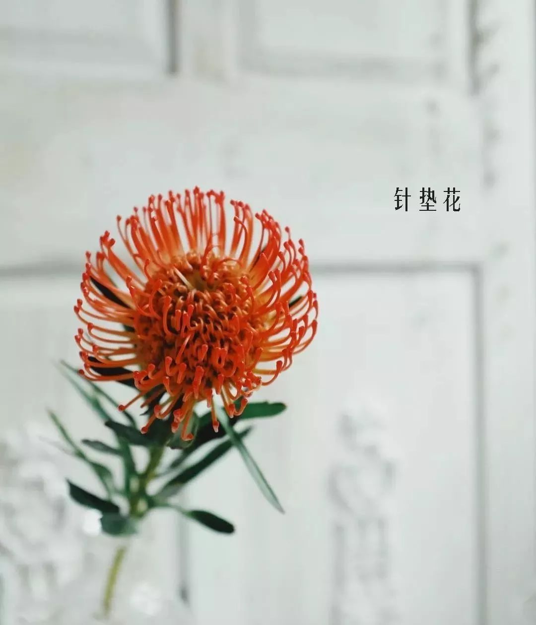 花店里同款的两种不同价格的花材,花店最容易被顾客误解的几种花材