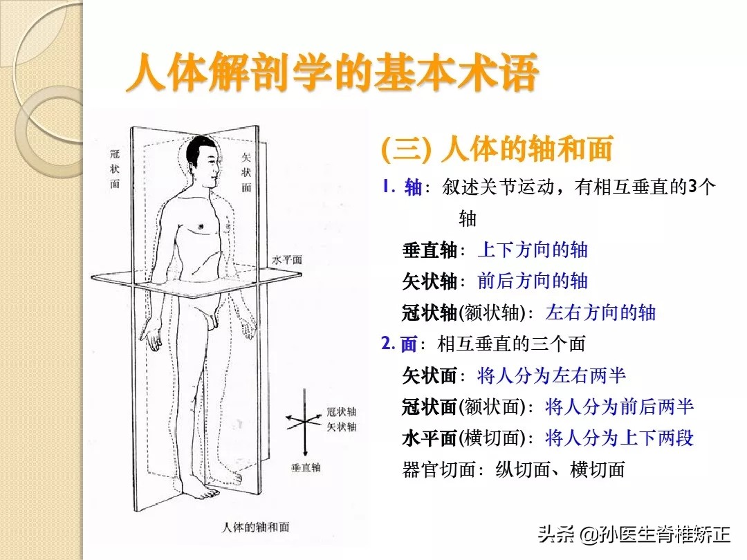 人体解剖学骨骼学思维导图,人体骨骼解剖学纪录片