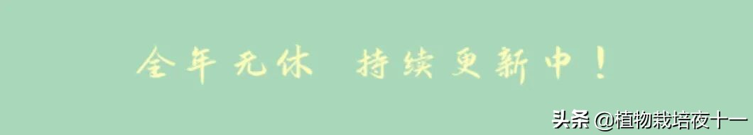 多肉月光和月亮仙子区别,多肉月光美人缀化