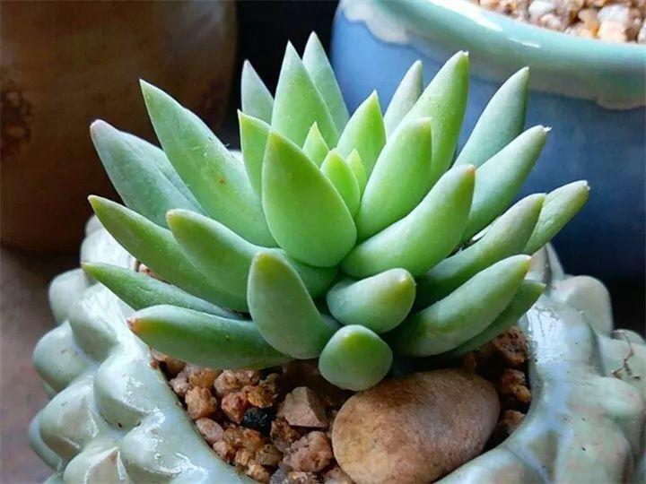 100种常见多肉的养法图片大全,60种好度夏的多肉植物