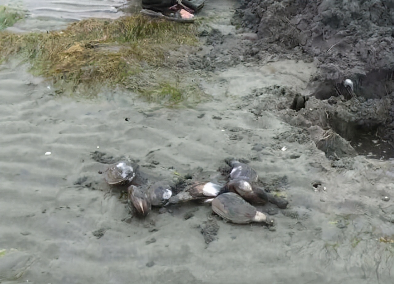 在国外泛滥，我国一度600元一斤，人称“女神蛤”，成高级货