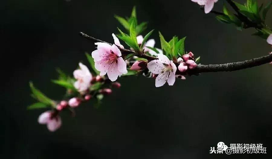 摄影基础知识：如何拍出纯黑色背景照