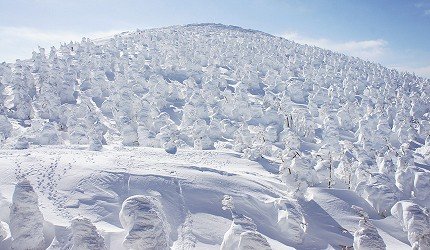 日本藏王山雪怪的最佳观赏期,日本藏王树冰景点