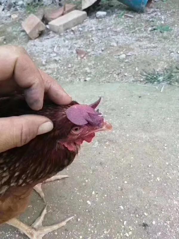 鸡哮喘鸡冠发紫土办法怎么办,鸡冠发紫鸡得什么病