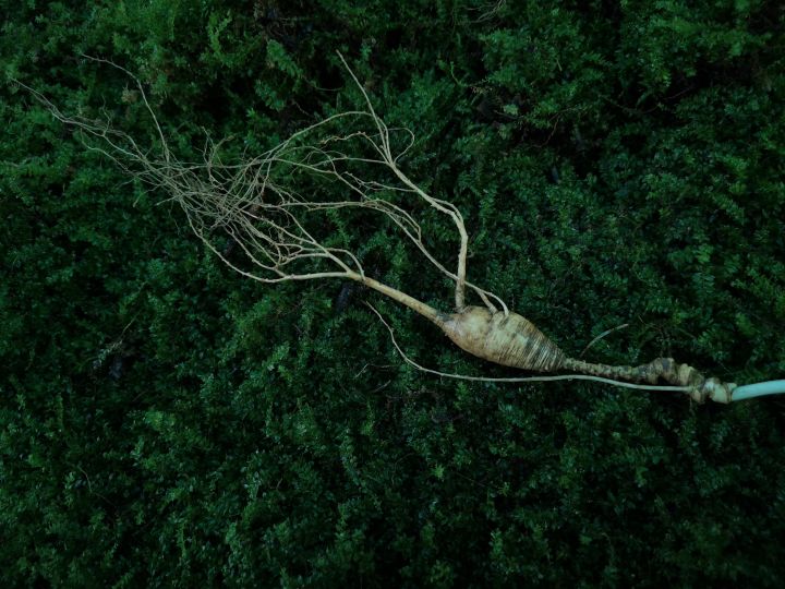 人吸收天地精华的最佳方法,人参果吸取天地之灵气