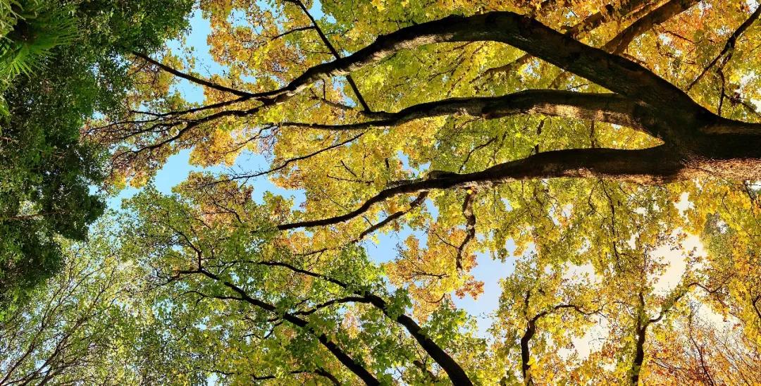 秋色正艳|掌握这6个小技巧，教你拍出绝美秋景