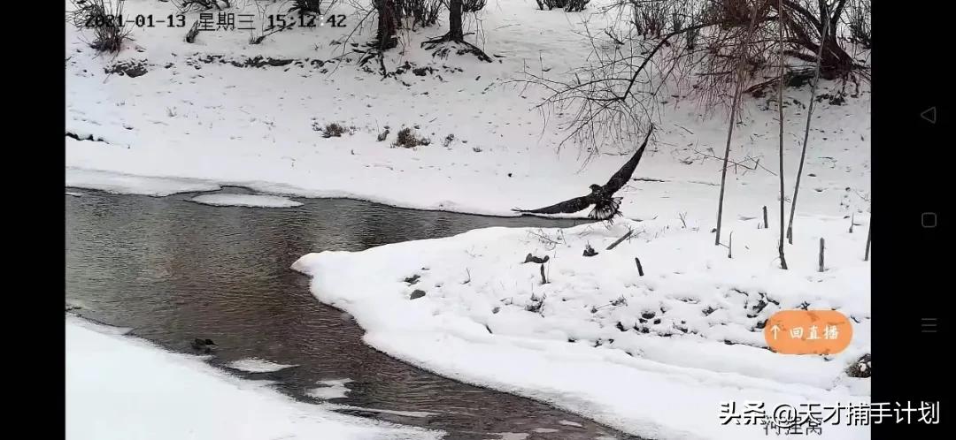 这个工作很带劲儿:94年女孩,三年救了60只猛兽的命