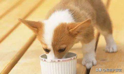 家里狗狗嘴臭什么原因,家里狗狗口臭