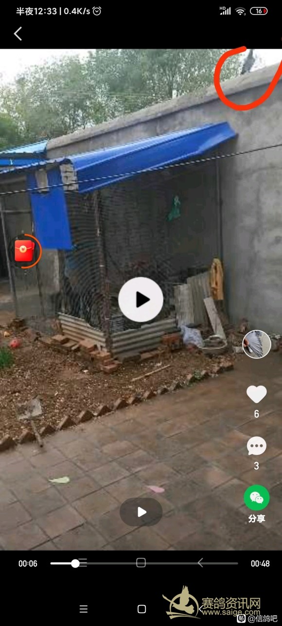 600公里以上归巢鸽,断腿鸽子还能站起来吗