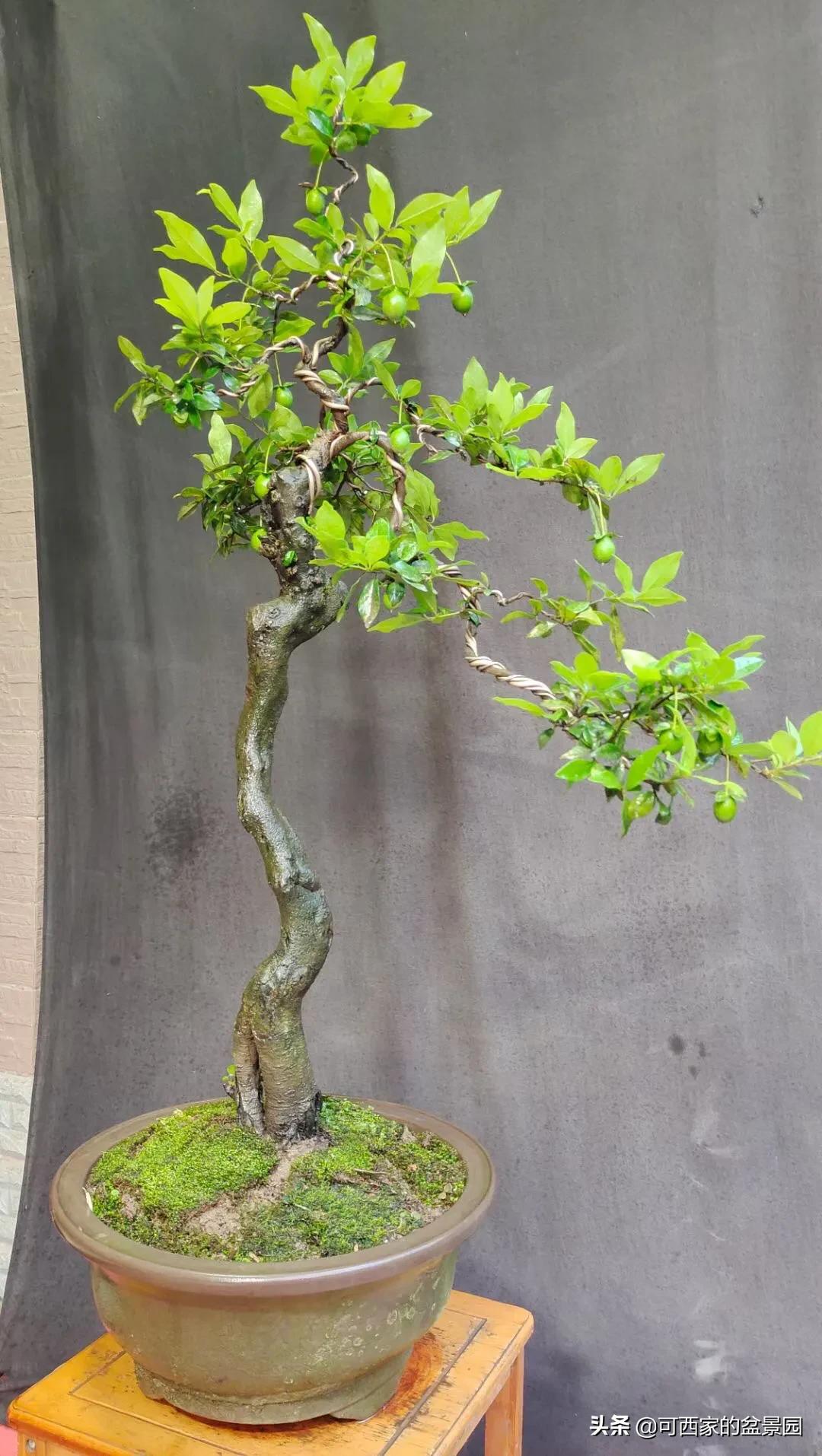 金弹子是十大名贵盆景吗,金弹子盆景什么时候开花结果