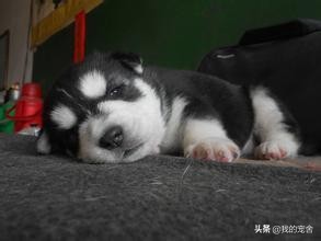 如何养好哈士奇?围观萌宠「二哈」速成记