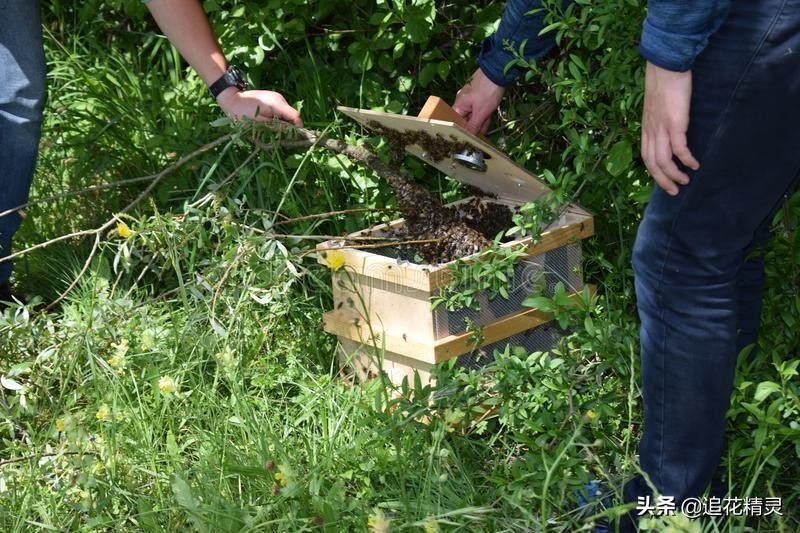 蜂群见卵不见子怎么处理,蜂群没有卵虫失王怎样处理