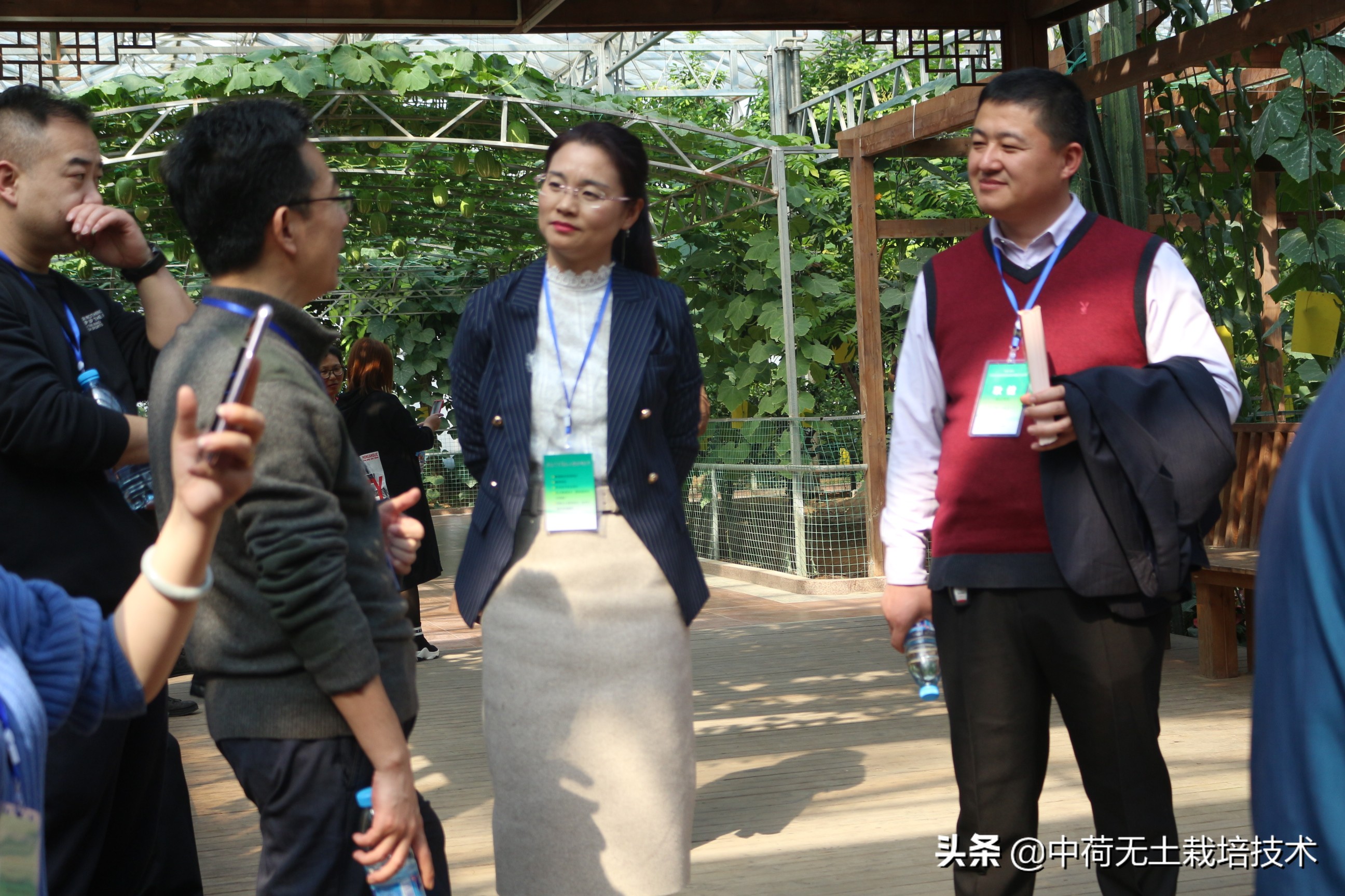 无土韭菜栽培技术,生菜无土栽培视频