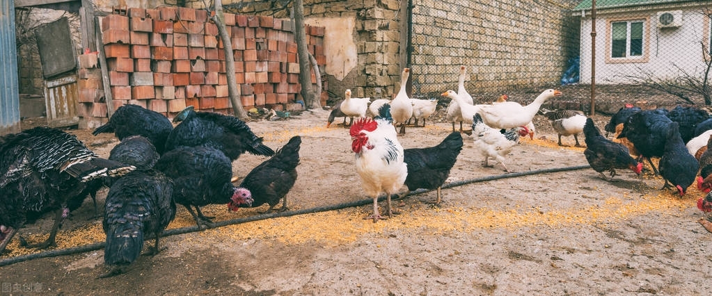 大鸡拉白稀屎用什么药治疗,鸡拉白屎是什么原因用什么药