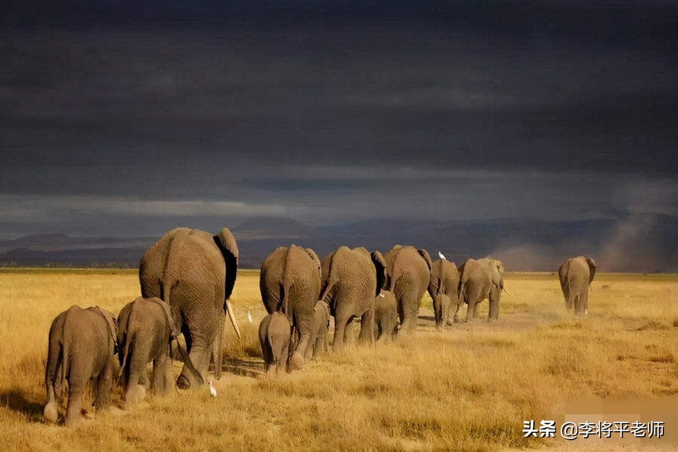 亚洲象繁殖需要什么条件,亚洲象为什么不能繁殖后代