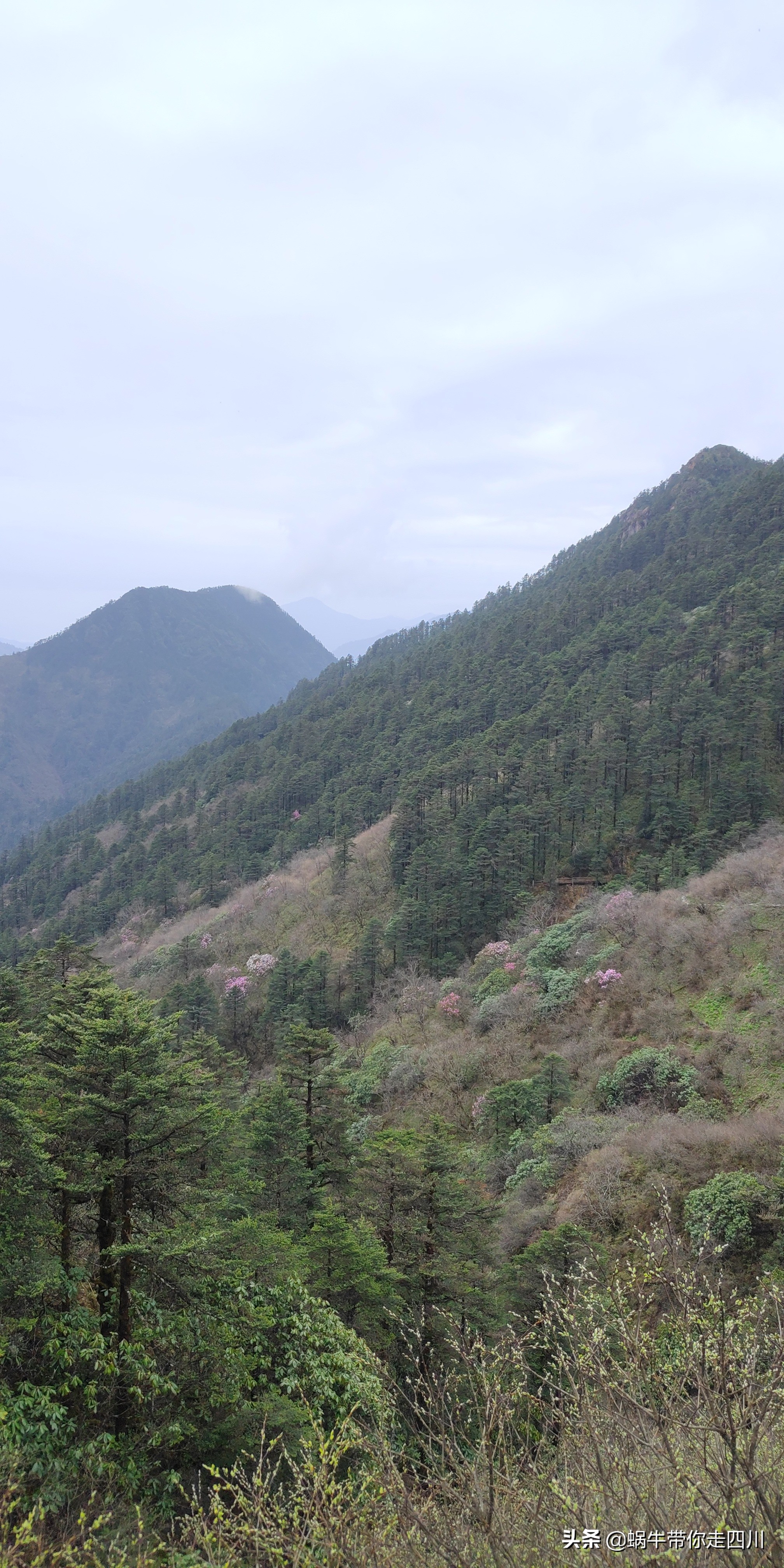 成都去西岭雪山两天一夜旅游团,成都出发雪山旅游