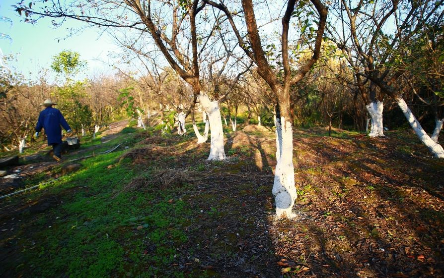 果树冬天用什么涂白剂,果树栽培中涂白剂的作用
