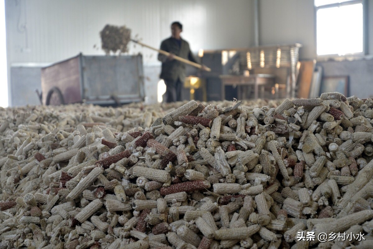 玉米芯种玉米教程,玉米地里种土豆科学方法