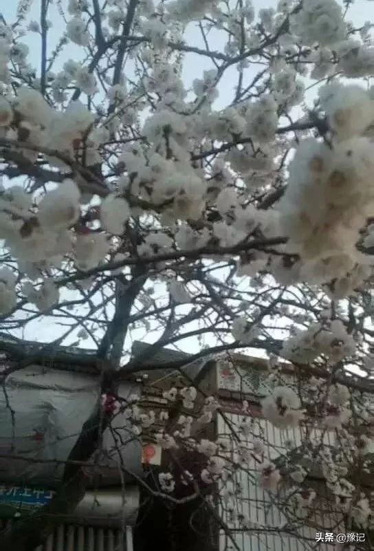 鏁呬埂鑺卞紑姝屾洸,鏁呬埂鑺卞紑姝屾洸鍘熷敱瀹屾暣