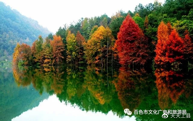 广西枫叶林观赏季节,广西赏枫叶的地方