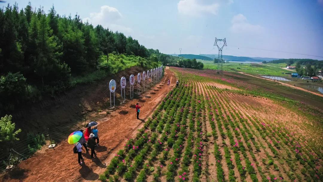 真香预警!300亩花海盛放,烤全羊十里飘香!