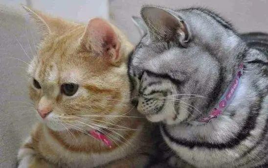 猫咪喜欢半夜睡在你身上的原因,猫咪喜欢半夜叫门