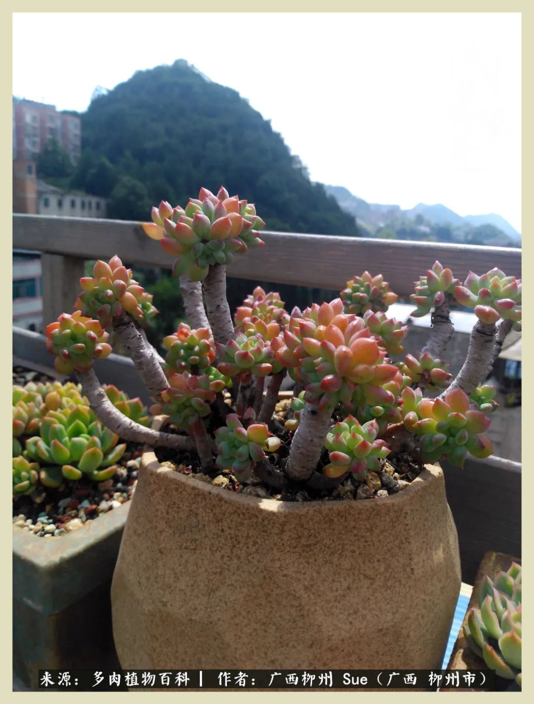 艳阳高照凉爽贵州,我要勤快地捕捉美好!(二)