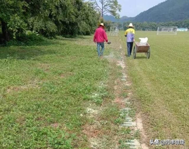 全国青运会足球赛场出现蛇，被毒蛇咬伤，用什么草药敷伤口最好？