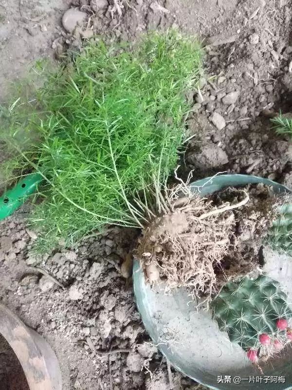 文竹养鱼缸能净化水质吗,文竹盆栽好养吗