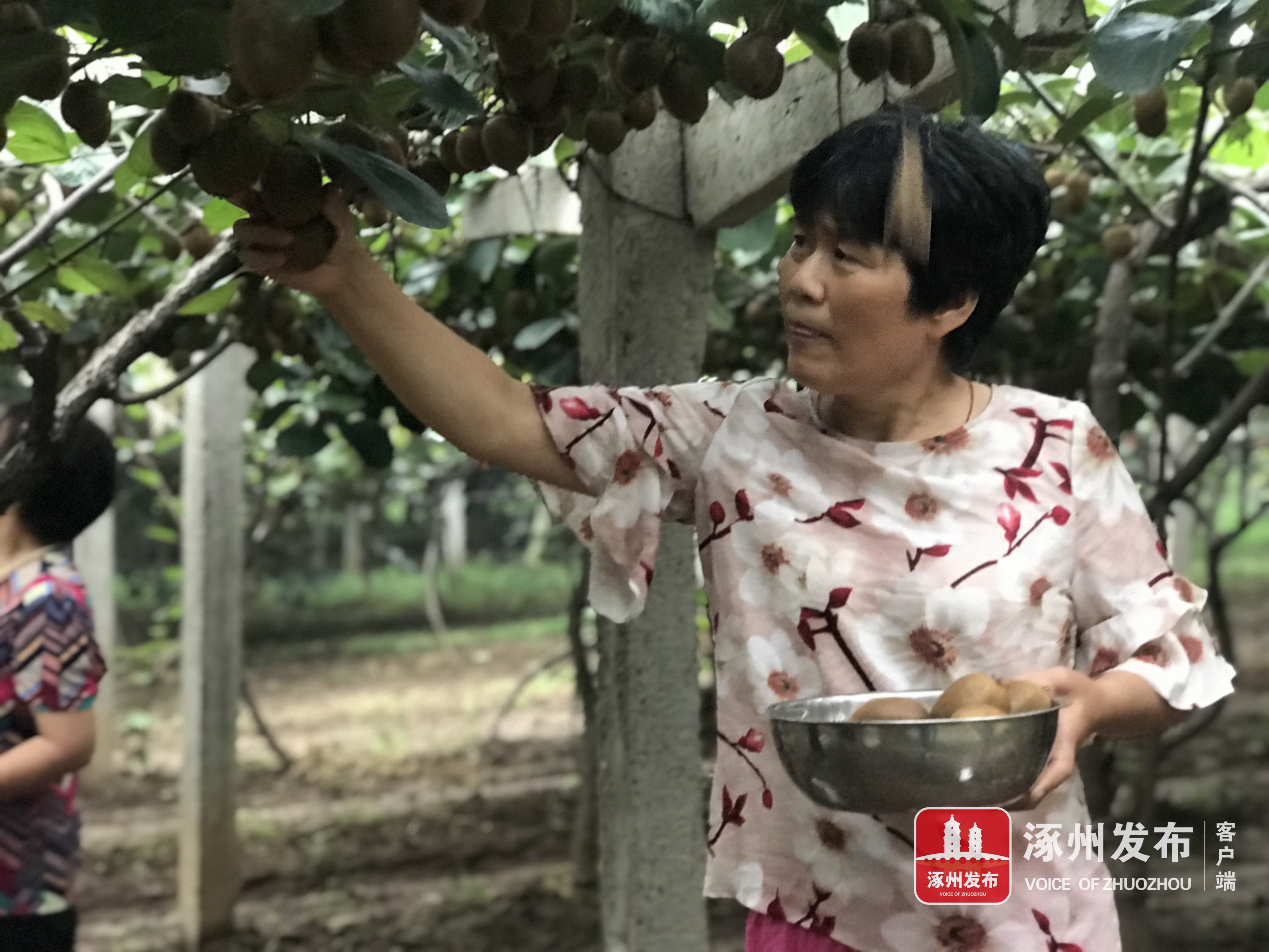 甜甜猕猴桃视频,陕西眉县猕猴桃酸甜刚刚好