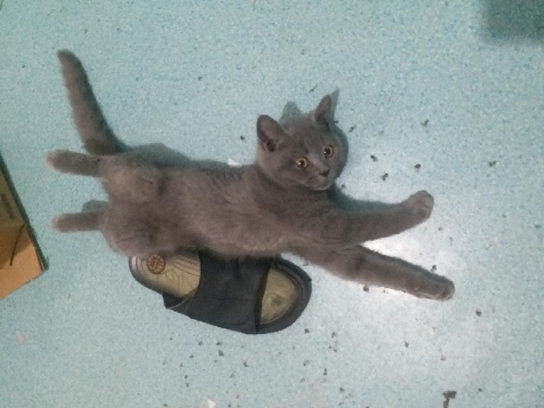 猫咪有个超有情商的铲屎官,猫咪智商测试果然豆丁智商最高