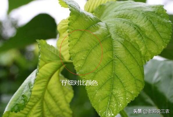 桑树卷叶病防治用的什么药,桑树叶子常见病害有哪些