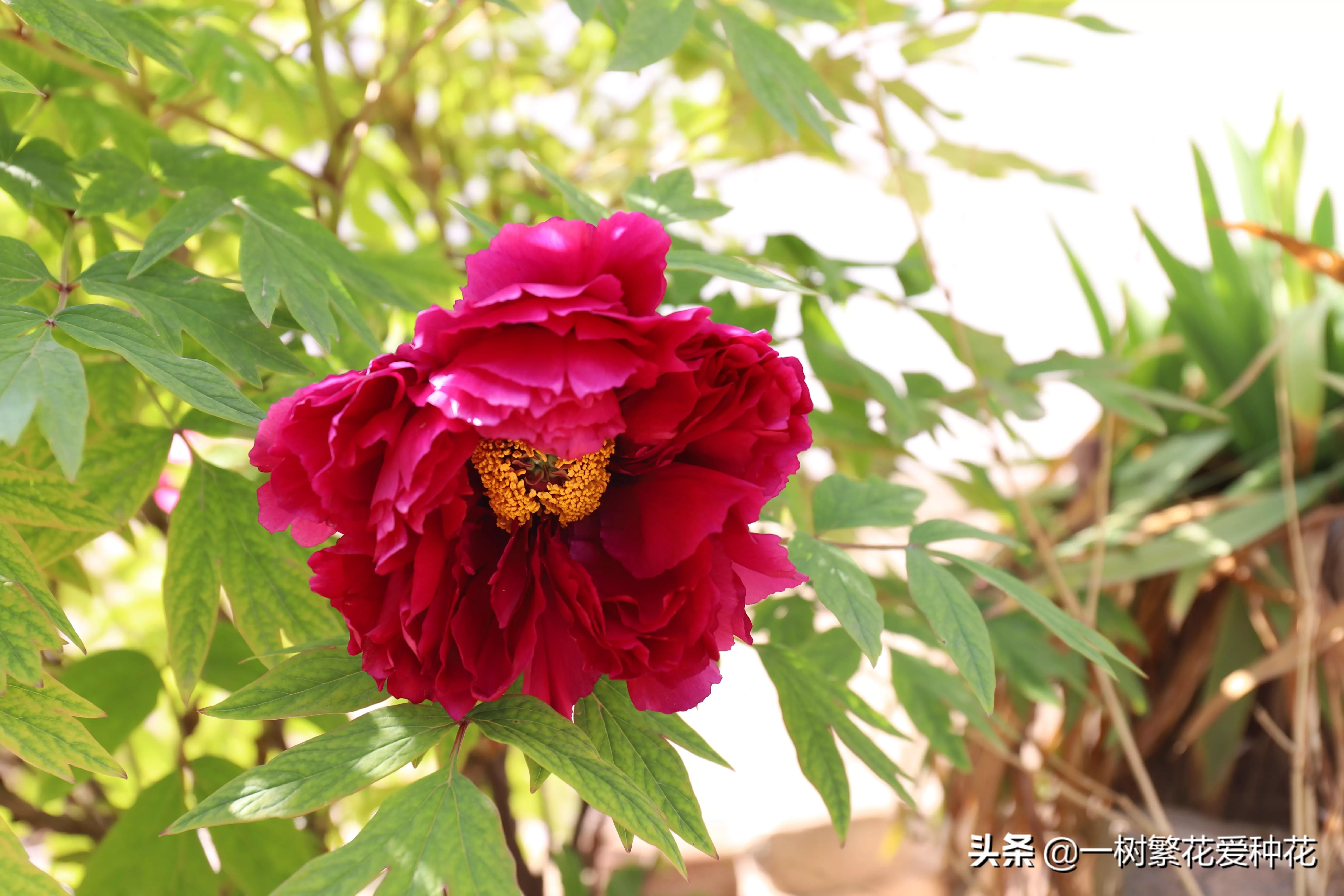 月季开花晒了太阳蔫了补救,月季叶子枯萎像缺水了一样