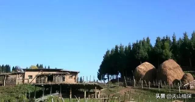 伊犁可克达拉草原,伊犁草原之旅