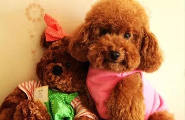 泰迪的饲养方法及注意事项,泰迪饲养的6个小方法