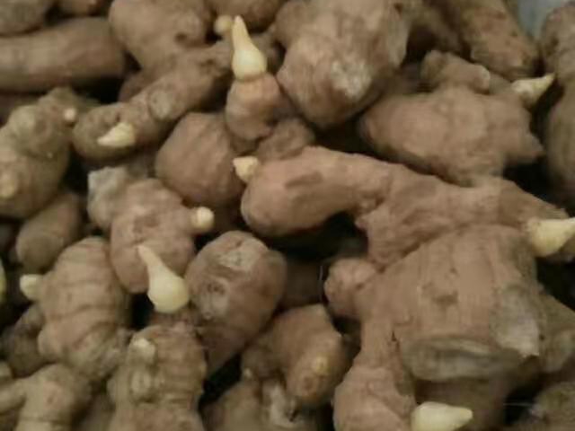 姜催芽的正确方法,几种常用的生姜催芽方法