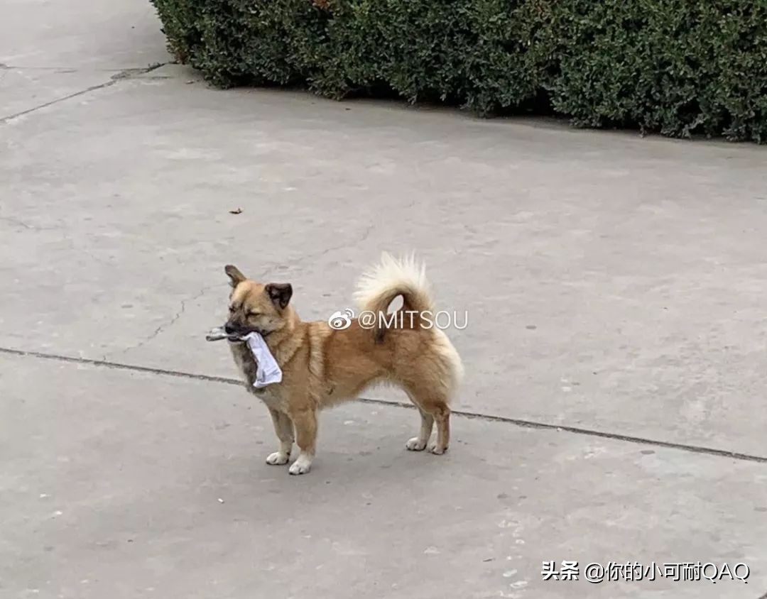 全网通缉照片上的狗,被全网通缉的狗