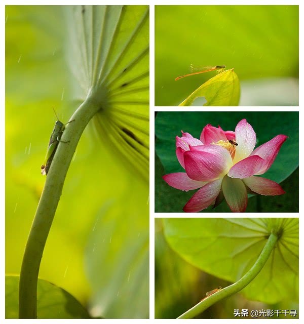这10个荷花摄影技巧各个好用,摄影爱好者分享荷花拍摄小技巧