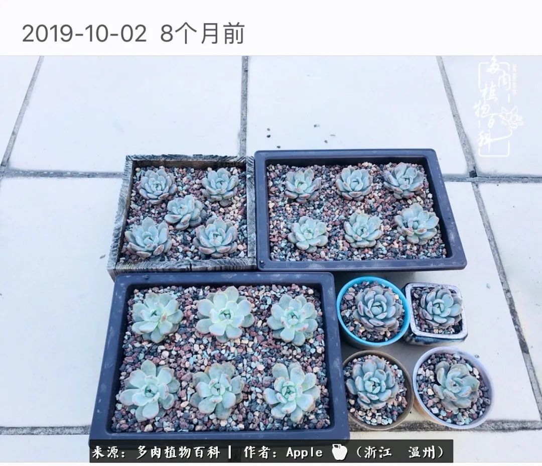 多肉成长记观察记录怎么写,多肉成长记录观察展板